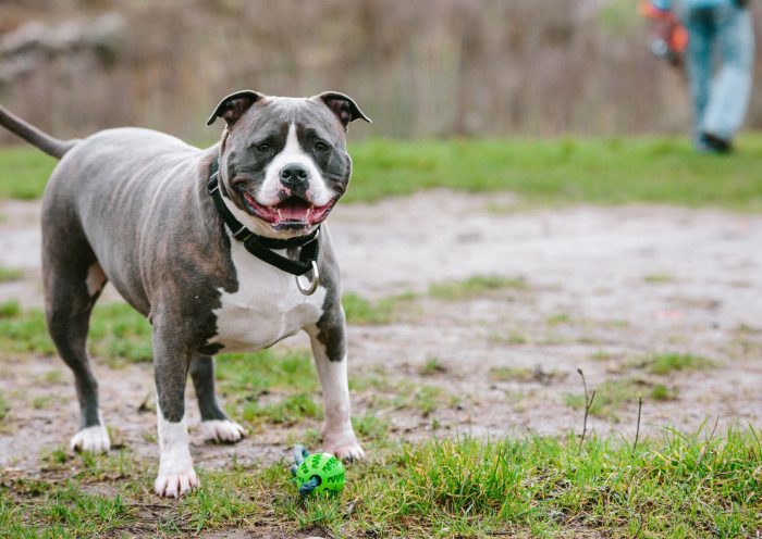CBD for dogs