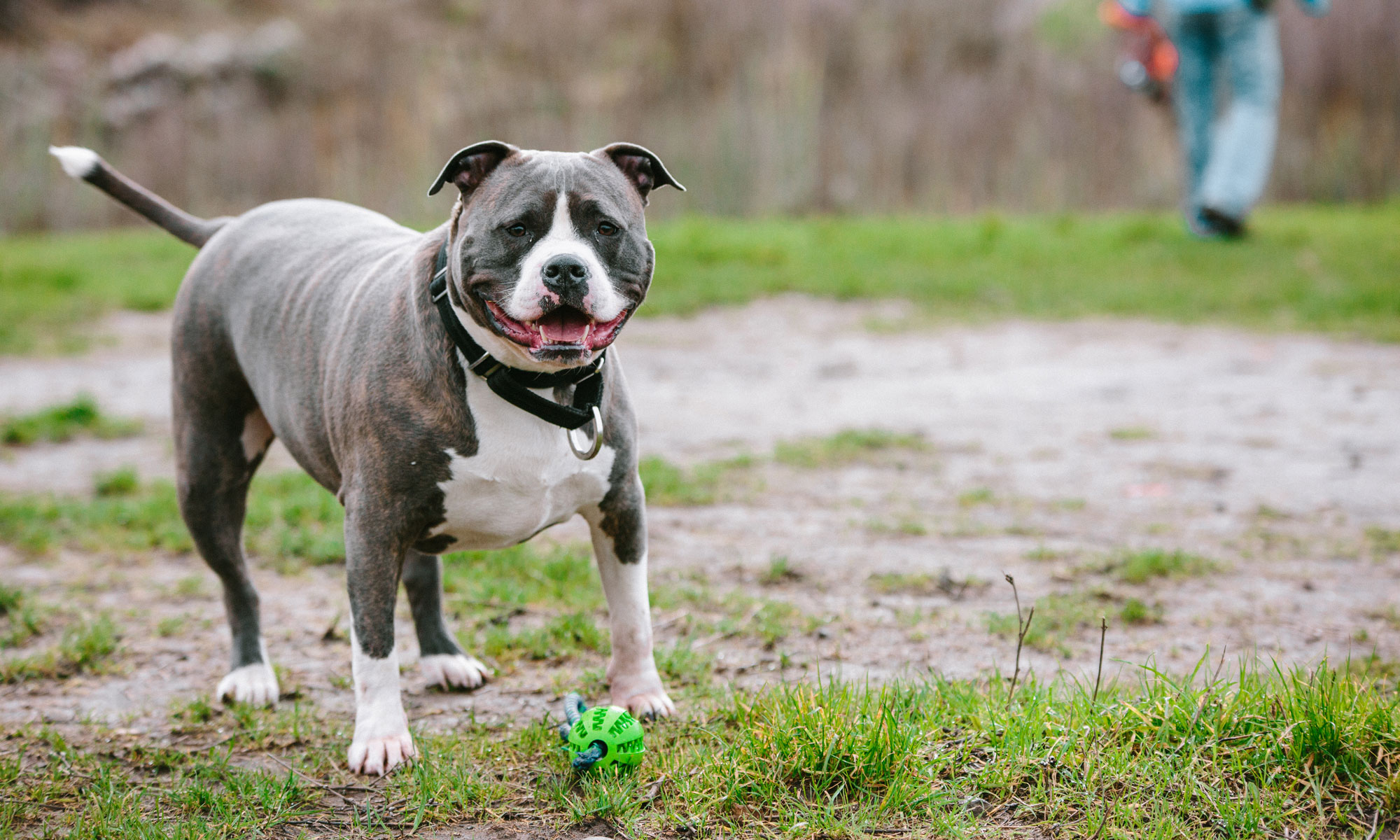 CBD for dogs